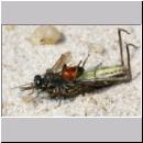 Tachysphex sp - Grabwespe 02b 8mm mit Nymphe eines Chorthippus aus der biguttulus-Gruppe - Sandgrube Niedringhaussee.jpg